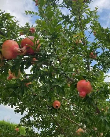 La Casetta - In Campagna Legnaro